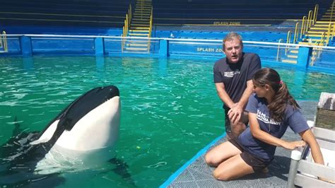 52 years after capture, orca Lolita may return to Pacific